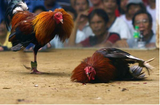 Giữ khoảng cách an toàn tránh trường hợp gà đối thủ tấn công lúc nhử gà